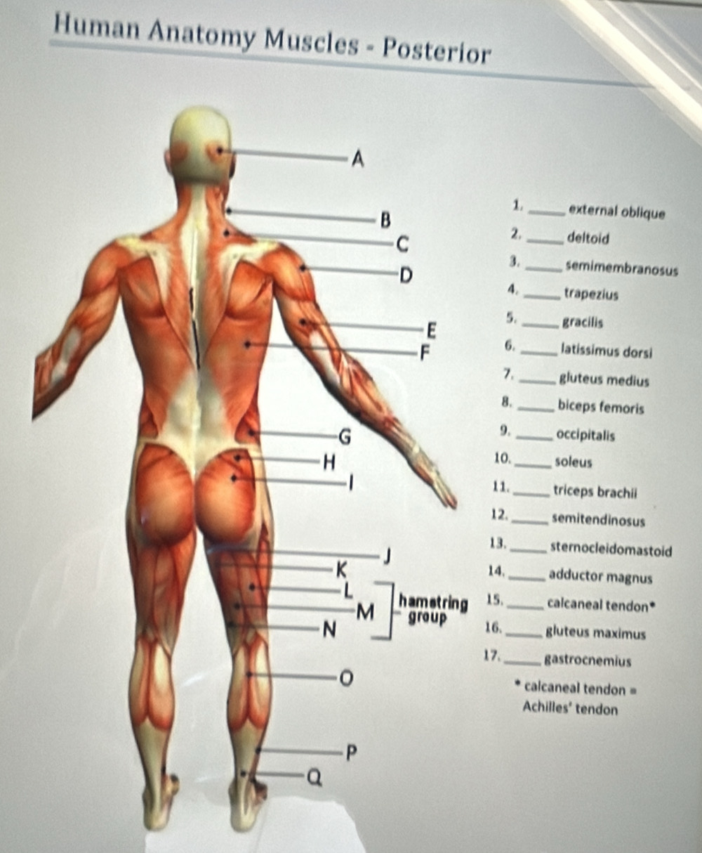 Human Anatomy Muscles - Posterior 
1._ external oblique 
2. _deltoid 
3._ semimembranosus 
4._ trapezius 
5._ gracilis 
6._ latissimus dorsi 
7._ gluteus medius 
8. _biceps femoris 
9._ occipitalis 
10._ soleus 
11._ triceps brachii 
12._ semitendinosus 
13._ sternocleidomastoid 
14._ adductor magnus 
15._ calcaneal tendon* 
16._ gluteus maximus 
17._ gastrocnemius 
calcaneal tendon = 
Achilles' tendon