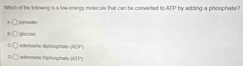 Which of the following is a low-energy molecule that can be converted to ATP by adding a phosphate?
pyrovate
glucose
adenosine diphosphate (ADP)
adenosine triphosphate (ATP)