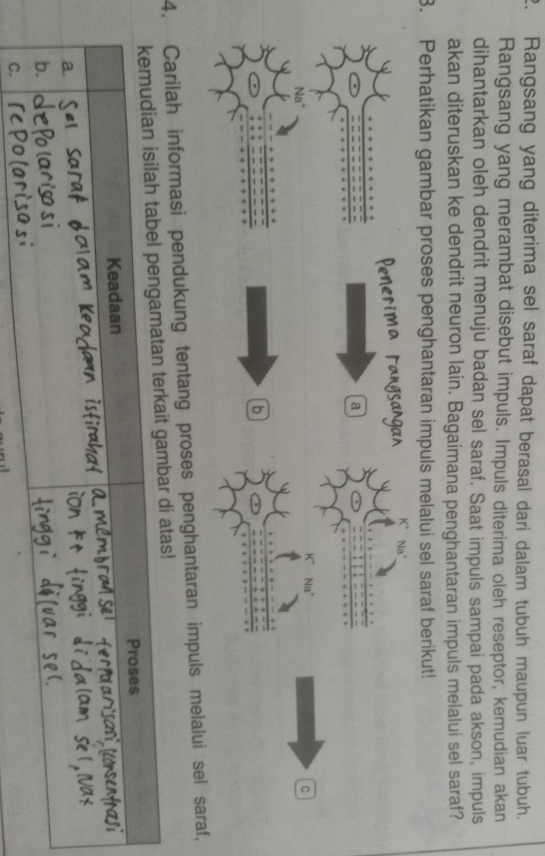 Rangsang yang diterima sel saraf dapat berasal dari dalam tubuh maupun luar tubuh.
Rangsang yang merambat disebut impuls. Impuls diterima oleh reseptor, kemudian akan
dihantarkan oleh dendrit menuju badan sel saraf. Saat impuls sampai pada akson, impuls
akan diteruskan ke dendrit neuron lain. Bagaimana penghantaran impuls melalui sel saraf?
3. Perhatikan gambar proses penghantaran impuls melalui sel saraf berikut!
a
C
b
4. Carilah informasi pendukung tentang proses penghantaran impuls melalui sel saraf,
kemudian isilah tabel pengamatan terkait gambar di atas!
Proses
Keadaan
a.
b.
C.