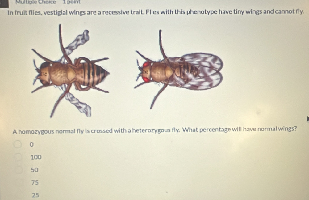 In fruit flies, vestigial wings are a recessive trait. Flies with this phenotype have tiny wings and cannot fly.
A homozygous normal fly is crossed with a heterozygous fly. What percentage will have normal wings?
0
100
50
75
25