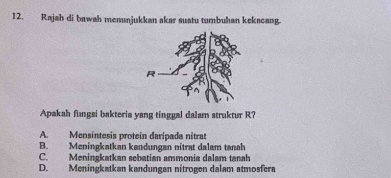 Rajah di bawah menunjukkan akar suatu tumbuhan kekacang.
Apakah fungsi bakteria yang tinggal dalam struktur R?
A. Mensintesis protein daripada nitrat
B. Meningkatkan kandungan nitrat dalam tanah
C. Meningkatkan sebatian ammonia dalam tanah
D. Meningkatkan kandungan nitrogen dalam atmosfera