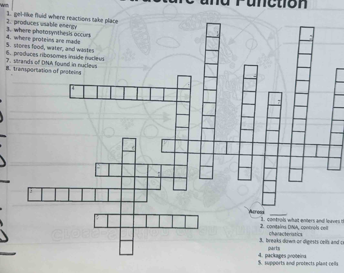wn 
Function 
1. gel-li 
2. 
3. 
4. 
5. 
6. 
7、 
8. 
1. controls what enters and leaves t 
2. contains DNA, controls cell 
characteristics 
3. breaks down or digests cells and c 
parts 
4. packages proteins 
5. supports and protects plant cells