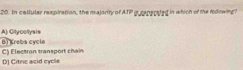 In cellular respiration, the majority of ATP is generated in which of the following?
A) Glycolysis
B) Krebs cycle
C) Electron transport chain
D) Citric acid cycle