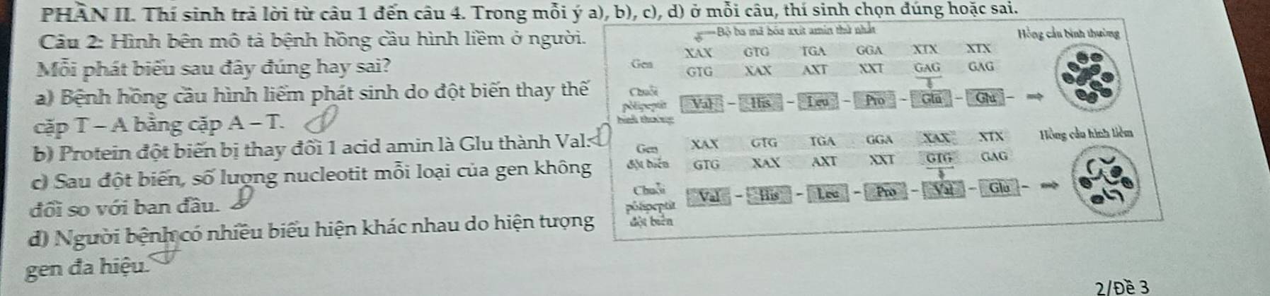 PHÀN II. Thí sinh trả lời từ câu 1 đến câu 4. Trong mỗi ý a), b), c), d) ở mỗi câu, thí sinh chọn đúng hoặc sai. 
Cầu 2: Hình bên mô tả bệnh hồng cầu hình liềm ở người. =Bộ ba mã bóa axit amin thử nhất Hồng cầu bình thường 
GTG TGA GGA XTX XTX 
Mỗi phát biểu sau đây đúng hay sai? Gen XAX GTG XAX AXT XXT GAG GAG 
a) Bệnh hồng cầu hình liểm phát sinh do đột biến thay thế Chuộc 
cặp T - A bằng cặp A - T. pélipeptir Val This - Pro Gla Ghu 
hình tháng 
b) Protein đột biến bị thay đổi 1 acid amin là Glu thành Val: Gen XAX GTG TGA GGA XAT XTX Hồng cầu hình liêm 
c) Sau đột biến, số lượng nucleotit mỗi loại của gen không đột biện GTG XAX AXT XXT G16 GAG 
Chuỗi Val - His Lec Pro Va Glu 
đổi so với ban đầu. pôlipeptit 
d) Người bệnh có nhiều biểu hiện khác nhau do hiện tượng đột biên 
gen đa hiệu. 
2/Đề 3