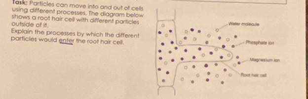 Task: Particles can move into and out of cells 
using different processes. The diagram below 
shows a root hair cell with different particles 
outside of it. 
Explain the processes by which the different 
particles would enter the root hair cell.