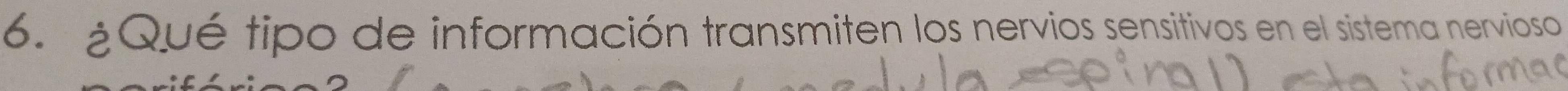¿Qué tipo de información transmiten los nervios sensitivos en el sistema nervioso