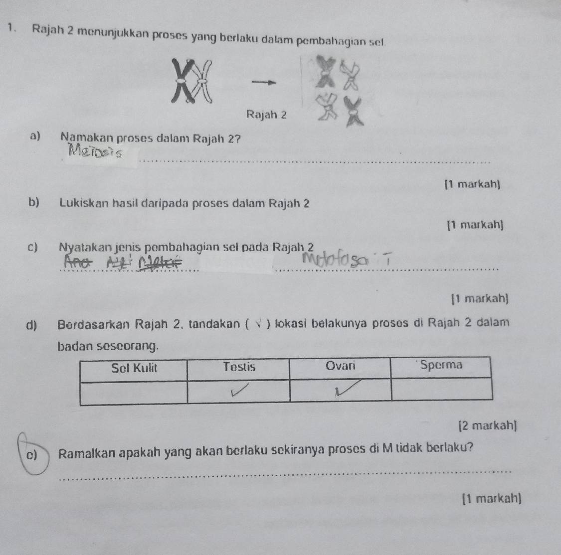 Rajah 2 menunjukkan proses yang berlaku dalam pembahagian sel 
Rajah 2 
a) Namakan proses dalam Rajah 2? 
_ 
[1 markah) 
b) Lukiskan hasil daripada proses dalam Rajah 2 
[1 markah] 
c) Nyatakan jenis pombahagian sel pada Rajah 2 
_ 
_ 
_ 
_ 
[1 markah] 
d) Berdasarkan Rajah 2. tandakan ( √ ) lokasi belakunya proses di Rajah 2 dalam 
badan seseorang. 
[2 markah] 
e) Ramalkan apakah yang akan berlaku sekiranya proses di M tidak berlaku? 
_ 
(1 markah)