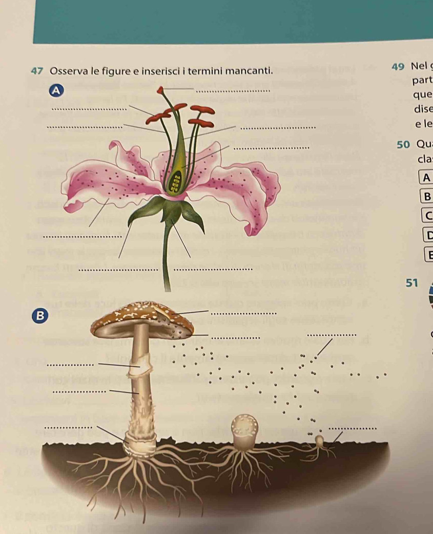 Osserva le figure e inserisci i termini mancanti. 49 Nel 
part 
que 
dise 
e le
50 Qu 
cla 
A 
B 
C 
C
51