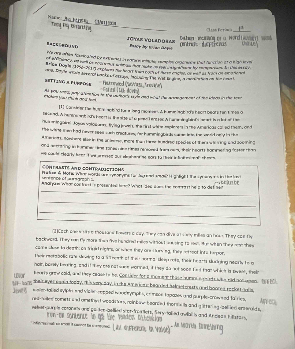 Name: Mla Herrera  11/011 2014
They My effortiSly_
Class Period:_
Dicton-meaning of a word (At
JOYAS VOLADORAS choice
BACKGROUND
contrast-dufferences
Essay by Brian Doyle
We are often fascinated by extremes in nature: minute, complex organisms that function at a high level
of efficiency, as well as enormous animals that make us feel insignificant by comparison. In this essay,
Brian Doyle (1956-2017) explores the heart from both of these angles, as well as from an emotional
one. Doyle wrote several books of essays, including The Wet Enqine. a meditation on the heart
SETTING A PURPOSE Arrowed (Distless, Trouble)
As you read, pay attention to the author's style and what the arrangement of the ideas in the text
makes you think and feel.
[1] Consider the hummingbird for a long moment. A hummingbird's heart beats ten times a
second. A hummingbird's heart is the size of a pencil eraser. A hummingbird's heart is a lot of the
hummingbird. Joyas voladoras, flying jewels, the first white explorers in the Americas called them, and
the white men had never seen such creatures, for hummingbirds came into the world only in the
Americas, nowhere else in the universe, more than three hundred species of them whirring and zooming
and nectaring in hummer time zones nine times removed from ours, their hearts hammering faster than
we could clearly hear if we pressed our elephantine ears to their infinitesimal' chests.
CONTRASTS AND CONTRADICTIONS
Notice & Note: What words are synonyms for big and smal? Highlight the synonyms in the last
sentence of paragraph 1.
_
Analyze: What contrast is presented here? What idea does the contrast help to define? sribe
_
_
[2]Each one visits a thousand flowers a day. They can dive at sixty miles an hour. They can fly
backward. They can fly more than five hundred miles without pausing to rest. But when they rest they
come close to death: on frigid nights, or when they are starving, they retreat into torpor,
their metabolic rate slowing to a fifteenth of their normal sleep rate, their hearts sludging nearly to a
halt, barely beating, and if they are not soon warmed, if they do not soon find that which is sweet, their
clor hearts grow cold, and they cease to be. Consider for a moment those hummingbirds who did not open
bF taill their eyes again today, this very day, in the Americas: bearded helmetcrests and boated racket-tails,
Jewels violet-tailed sylphs and violet-capped woodnymphs, crimson topazes and purple-crowned fairies,
red-tailed comets and amethyst woodstars, rainbow-bearded thornbills and glittering-bellied emeraids,
velvet-purple coronets and golden-bellied star-frontlets, fiery-tailed awlbills and Andean hillstars,
infinitesimal: so small it cannot be measured.
An Worth S omethir