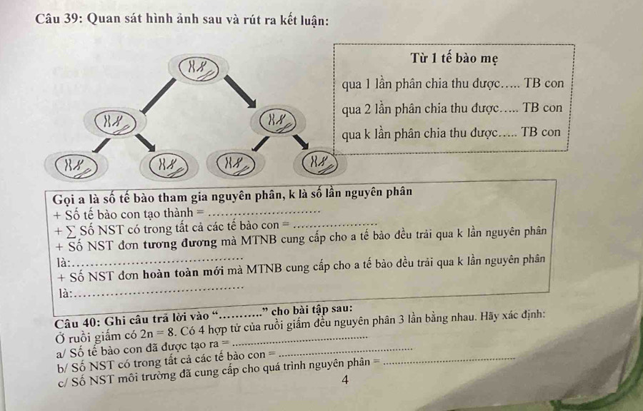 Quan sát hình ảnh sau và rút ra kết luận: 
Từ 1 tế bào mẹ 
qua 1 lần phân chia thu được..... TB con 
qua 2 lần phân chia thu được..... TB con 
8N 
qua k lần phân chia thu được..... TB con 
8y Ny 
Gọi a là số tế bào tham gia nguyên phân, k là số lần nguyên phân 
+ Số tế bào con tạo thành =_ 
+ ∑ Số NST có trong tất cả các tế bảo con =_ 
+ Số NST đơn tương đương mà MTNB cung cấp cho a tế bào đều trải qua k lần nguyên phân 
là: 
+ Số NST đơn hoàn toàn mới mà MTNB cung cấp cho a tế bảo đều trải qua k lần nguyên phân 
là: 
_ 
Câu 40: Ghi câu trã lời vào “..........” cho bài tập sau: 
Ở ruồi giấm có 2n=8. Có 4 hợp tử của ruồi giấm đều nguyên phân 3 lần bằng nhau. Hãy xác định: 
a/ Số tế bào con đã được tạo ra= _ 
b/ Số NST có trong tất cả các tế bào con =_ 
c/ Số NST môi trường đã cung cấp cho quá trình nguyên phân = 
4