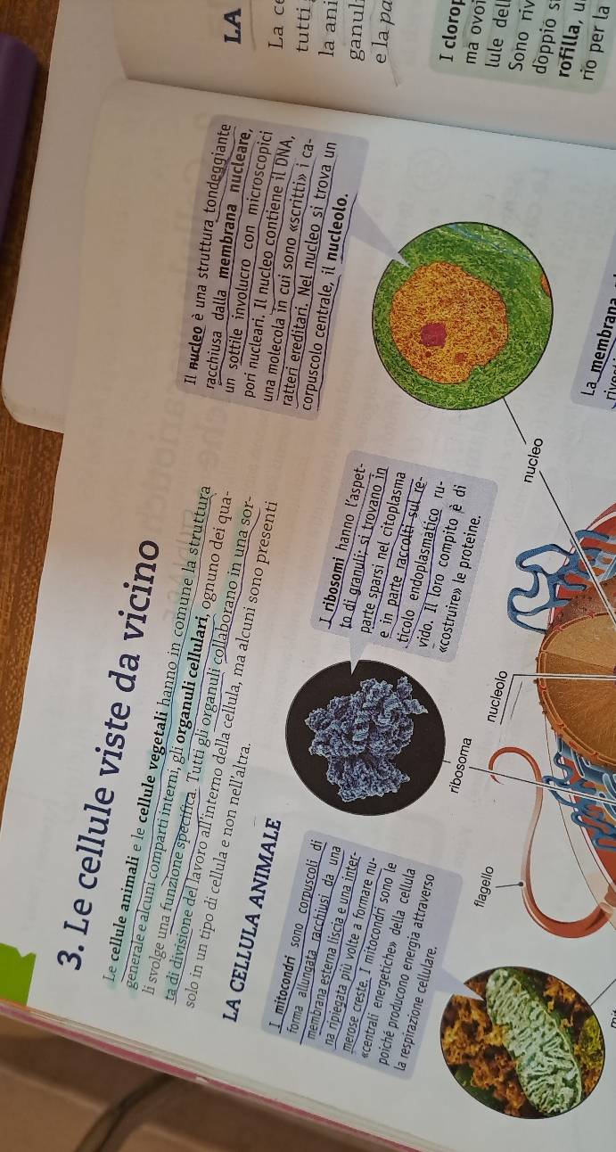 Le cellule viste da vicino 
Le cellule animali e le cellule vegetali hanno in comune la struttura 
generale e alcuni comparti interni, gli organuli cellulari, ognuno dei qua 
li svolge una funzione specifica. Tutti gli organuli collaborano in una sor- 
Il nucleo è una struttura tondeggiante LA 
solo in un tipo di cellula e non nell’altra. 
ta di divisione del lavoro all'interno della cellula, ma alcuni sono present 
racchiusa dalla membrana nucleare, 
un sottile involucro con microscopici 
pori nucleari. Il nucleo contiene il DNA, 
La ce 
una molecola in cui sono «scritti» i ca- tutti 
LA CELLULA ANIMALE I ribosomi hanno l´aspet 
ratteri ereditari. Nel nucleo si trova un la ani 
corpuscolo centrale, il nucleolo. 
I mitocondrǐ sono corpuscoli di parte sparsi nel citoplasma 
ganul 
forma allungata racchiusi da una e in parte raccolti sul re 
to di granuli; si trovano in 
membrana esterna liscia e una inter- tícolo endoplasmático ru- 
e la pa 
«centrali energetiche» della cellula 
na ripiegata più volte a formare nu- vido. Il loro compito è di 
merose creste. I mitocondri sono le «costruire» le proteine. 
la respirazione cellulare. 
poiché producono energia attraverso ribosoma 
I clorop 
mà ovoi 
flagello 
nucleolo 
lule del 
Sono riv 
nucleo 
doppio s 
rofilla, u 
rio per la 
Lamembrana