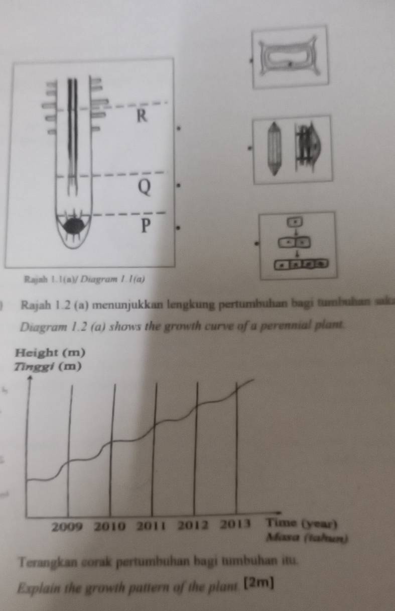 Rajsh 1. 1(a)/ Diagram I l(a) 
Rajah 1.2 (a) menunjukkan lengkung pertumbuhan bagi tumbuhan sak 
Diagram 1.2 (a) shows the growth curve of a perennial plant 
Terangkan corak pertumbuhan bagi tumbuhan itu. 
Explain the growth pattern of the plant. [2m]