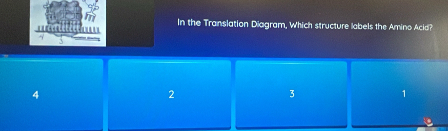 In the Translation Diagram, Which structure labels the Amino Acid?
4
2
3
1