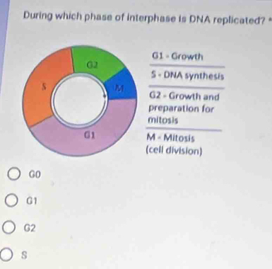 During which phase of interphase is DNA replicated? *
G1 - Growth
G2
S - DNA synthesis
s M G2 - Growth and
preparation for
mitosis
G1 M - Mitosis
(cell division)
GO
G1
G2
s