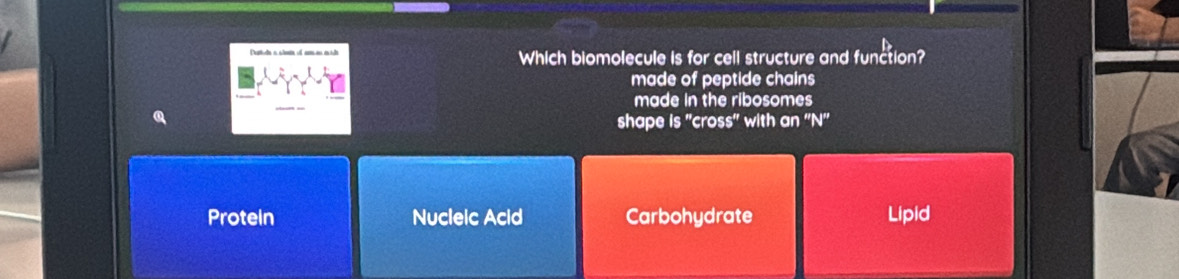 Which biomolecule is for cell structure and function?
made of peptide chains
made In the ribosomes
shape Is' ros s'' with an ''N''
Proteln Nuclelc Acid Carbohydrate Lipid