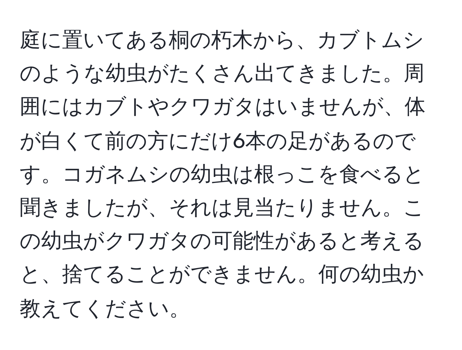 庭に置いてある桐の朽木から、カブトムシのような幼虫がたくさん出てきました。周囲にはカブトやクワガタはいませんが、体が白くて前の方にだけ6本の足があるのです。コガネムシの幼虫は根っこを食べると聞きましたが、それは見当たりません。この幼虫がクワガタの可能性があると考えると、捨てることができません。何の幼虫か教えてください。