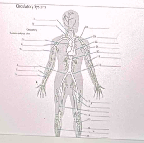 Circulatory System 
_