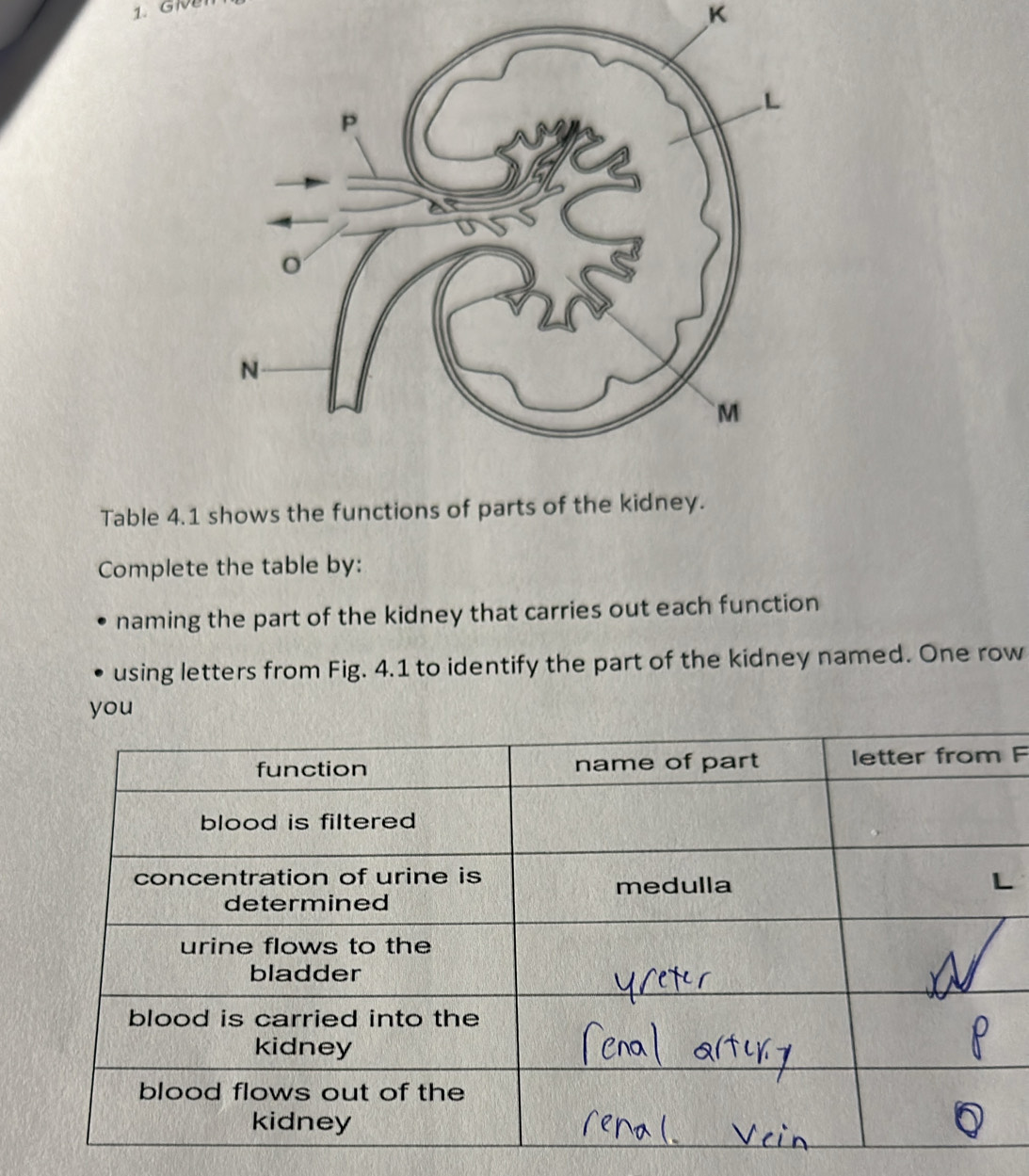 تم الحل:GNB K Table 4.1 shows the functions of parts of the kidney ...