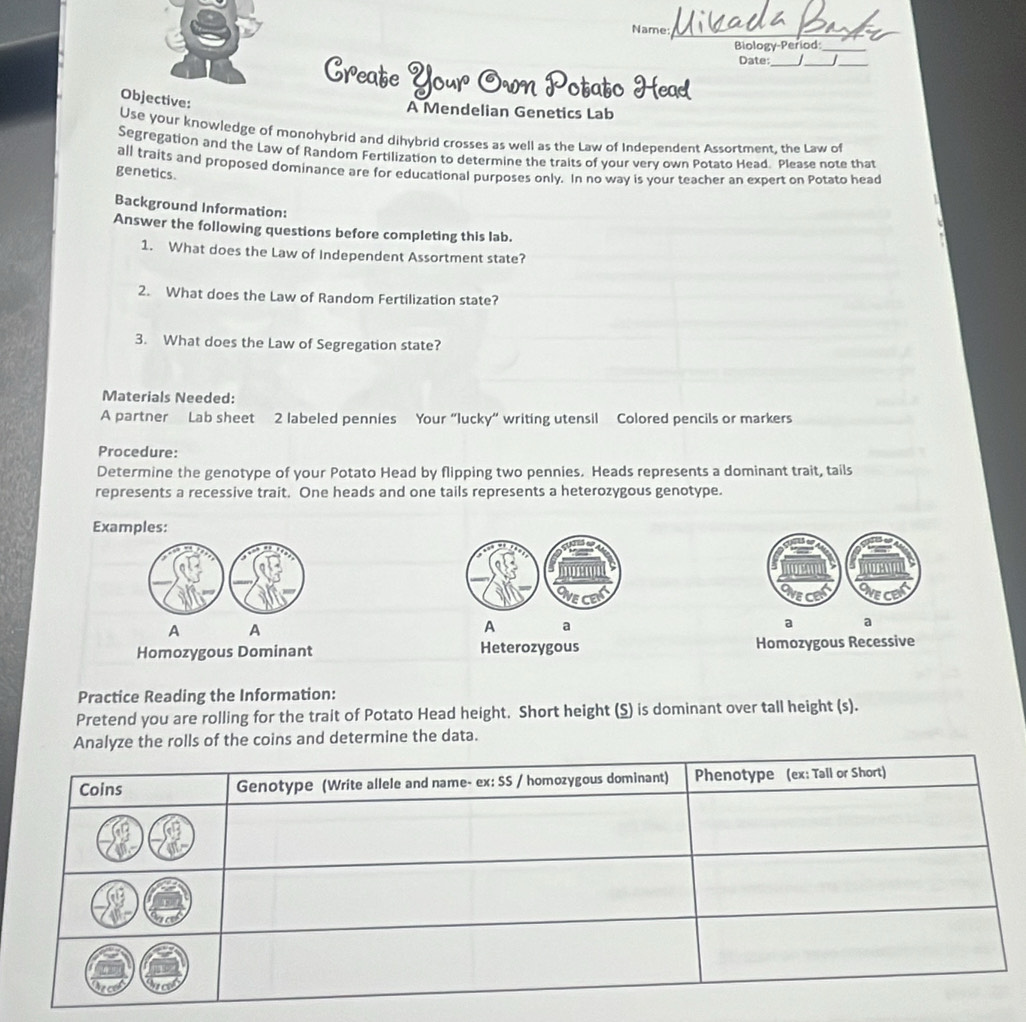 Name: 
Biology-Period: 
Date:_ J_ 
_ 
Create Your Own Potato Head 
Objective: 
A Mendelian Genetics Lab 
Use your knowledge of monohybrid and dihybrid crosses as well as the Law of Independent Assortment, the Law of 
Segregation and the Law of Random Fertilization to determine the traits of your verv own Potato Head. Please note that 
all traits and proposed dominance are for educational purposes only. In no way is your teacher an expert on Potato head 
genetics. 
Background Information: 
Answer the following questions before completing this lab. 
1. What does the Law of Independent Assortment state? 
2. What does the Law of Random Fertilization state? 
3. What does the Law of Segregation state? 
Materials Needed: 
A partner Lab sheet 2 labeled pennies Your “lucky” writing utensil Colored pencils or markers 
Procedure: 
Determine the genotype of your Potato Head by flipping two pennies. Heads represents a dominant trait, tails 
represents a recessive trait. One heads and one tails represents a heterozygous genotype. 
Examples: 
A A 
A a 
a a 
Homozygous Dominant Heterozygous Homozygous Recessive 
Practice Reading the Information: 
Pretend you are rolling for the trait of Potato Head height. Short height (S) is dominant over tall height (s). 
Analyze the rolls of the coins and determine the data.