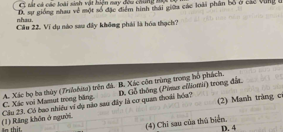 C tất cả các loài sinh vật hiện nay đều chung một b
D. sự giống nhau về một số đặc điểm hình thái giữa các loài phân bổ ở các vùng đ
nhau.
Câu 22. Ví dụ nào sau đây không phải là hóa thạch?
A. Xác bọ ba thùy (Trilobita) trên đá. B. Xác côn trùng trong hổ phách.
C. Xác voi Mamut trong băng. D. Gỗ thông (Pinus elliottii) trong đất.
Câu 23. Có bao nhiêu ví dụ nào sau đây là cơ quan thoái hóa?
(1) Răng khôn ở người. (2) Manh tràng c
(4) Chi sau của thú biển.
ăn thit. D. 4