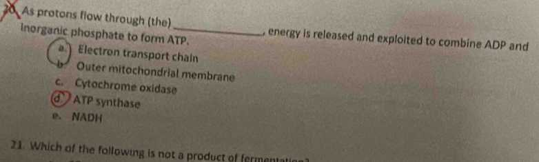 As protons flow through (the) _, energy is released and exploited to combine ADP and
inorganic phosphate to form ATP.
Electron transport chain
b Outer mitochondrial membrane
c. Cytochrome oxidase
d ATP synthase
e. NADH
21. Which of the following is not a product of fermenta