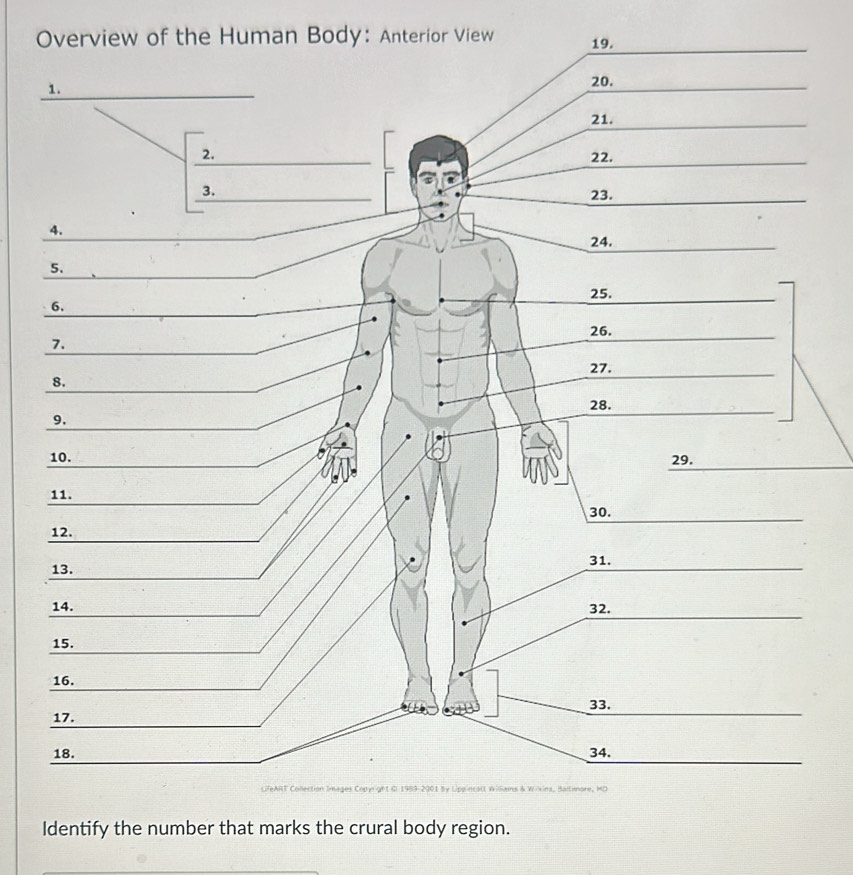 Overview of the Human Body: Anterior View 19.