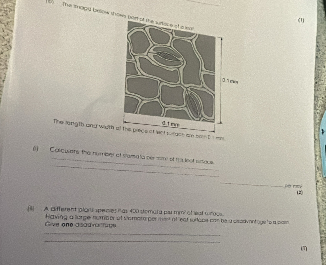 The image below shows 
(1) 
The length and width oth 0.1 mm. 
_ 
(i) Calculate the number of stomata per mm! of this teal surtace. 
_ 
pe rmm^2
(2) 
(ii) A different plant species has 400 stomata per mm? of leal surface. 
Having a large number of stomata per mm^2 of leaf surtace can be a disadvantage to a piant. 
Give one disadvantage 
_ 
_ 
(1)