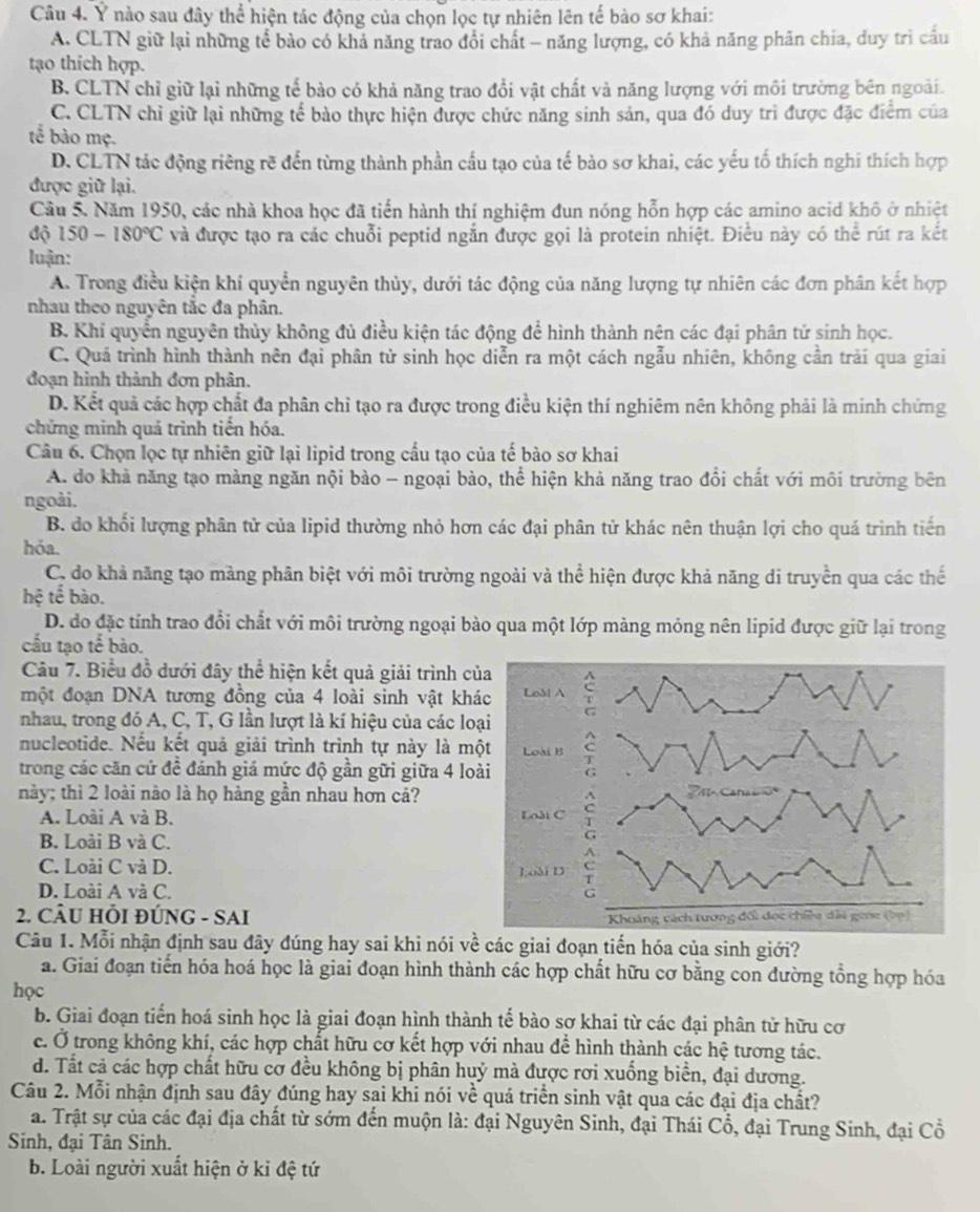 Ý nào sau đây thể hiện tác động của chọn lọc tự nhiên lên tế bào sơ khai:
A. CLTN giữ lại những tể bảo có khả năng trao đổi chất - năng lượng, có khả năng phân chia, duy trì cấu
tạo thích hợp.
B. CLTN chỉ giữ lại những tế bào có khả năng trao đổi vật chất và năng lượng với môi trường bên ngoài.
C. CLTN chỉ giữ lại những tế bào thực hiện được chức năng sinh sản, qua đó duy trì được đặc điểm của
tế bào mẹ.
D. CLTN tác động riêng rẽ đến từng thành phần cầu tạo của tế bào sơ khai, các yếu tố thích nghi thích hợp
được giữ lại.
Cầu 5. Năm 1950, các nhà khoa học đã tiển hành thí nghiệm đun nóng hỗn hợp các amino acid khô ở nhiệt
độ 150-180°C và được tạo ra các chuỗi peptid ngắn được gọi là protein nhiệt. Điều này có thể rút ra kết
luận:
A. Trong điều kiện khí quyền nguyên thủy, dưới tác động của năng lượng tự nhiên các đơn phân kết hợp
nhau theo nguyên tắc đa phân.
B. Khi quyền nguyên thủy không đủ điều kiện tác động để hình thành nên các đại phân tử sinh học.
C. Quả trình hình thành nên đại phân tử sinh học diễn ra một cách ngẫu nhiên, không cần trải qua giai
đoạn hình thành đơn phân.
D. Kết quả các hợp chất đa phân chỉ tạo ra được trong điều kiện thí nghiêm nên không phải là minh chứng
chứng minh quá trình tiền hóa.
Câu 6. Chọn lọc tự nhiên giữ lại lipid trong cấu tạo của tế bào sơ khai
A. do khả năng tạo màng ngăn nội bào - ngoại bào, thể hiện khả năng trao đổi chất với môi trường bên
ngoài.
B. do khối lượng phân tử của lipid thường nhỏ hơn các đại phân tử khác nên thuận lợi cho quá trình tiến
hóa.
C. do khả năng tạo màng phân biệt với môi trường ngoài và thể hiện được khả năng di truyền qua các thể
hệ tế bào.
D. do đặc tính trao đổi chất với môi trường ngoại bào qua một lớp màng mỏng nên lipid được giữ lại trong
cầu tạo tế  bào.
Câu 7. Biểu đồ dưới đây thể hiện kết quả giải trình củ
một đoạn DNA tương đồng của 4 loài sinh vật khá
nhau, trong đó A, C, T, G lần lượt là kí hiệu của các loạ
nucleotide. Nếu kết quả giải trình trình tự này là mộ
trong các căn cứ đề đánh giá mức độ gần gữi giữa 4 loà
này; thì 2 loài nào là họ hàng gần nhau hơn cá?
A. Loài A và B. 
B. Loài B và C.
C. Loài C và D. 
D. Loài A và C.
2. CÂU HÔI ĐÚNG - SAI
Câu 1. Mỗi nhận định sau đây đúng hay sai khi nói về các giai đoạn tiến hóa của sinh giới?
a. Giai đoạn tiến hóa hoá học là giai đoạn hình thành các hợp chất hữu cơ bằng con đường tổng hợp hóa
học
b. Giai đoạn tiển hoá sinh học là giai đoạn hình thành tế bào sơ khai từ các đại phân tử hữu cơ
c. Ở trong không khí, các hợp chất hữu cơ kết hợp với nhau để hình thành các hệ tương tác.
d. Tất cả các hợp chất hữu cơ đều không bị phân huỷ mà được rơi xuống biển, đại dương.
Câu 2. Mỗi nhận định sau đây đúng hay sai khi nói về quá triển sinh vật qua các đại địa chất?
a. Trật sự của các đại địa chất từ sớm đến muộn là: đại Nguyên Sinh, đại Thái Cổ, đại Trung Sinh, đại Cổ
Sinh, đại Tân Sinh.
b. Loài người xuất hiện ở kỉ đệ tứ