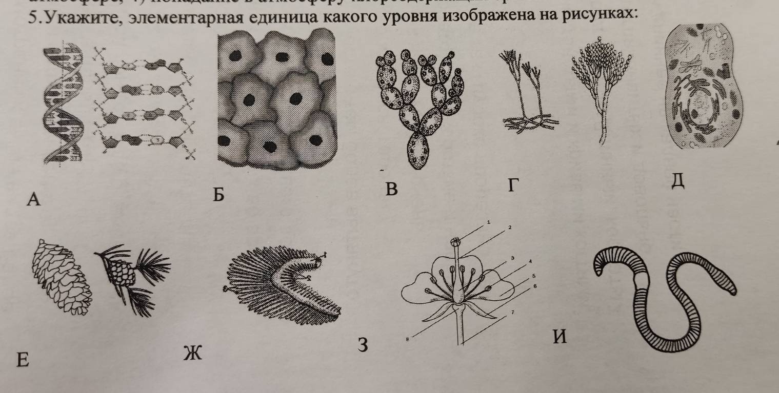 5.Укажите, элементарная единица какого уровняизображена на рисунках:
A
b 
B
r
Д 
u
E
X
3