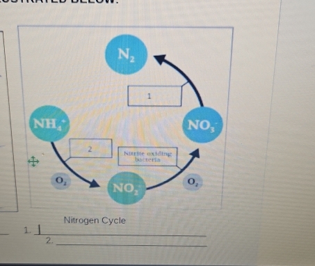 Nitrogen Cycle
_
1._
_
_
2.