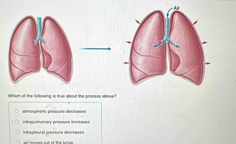 Which of the following is true about the process above?
atmospheric pressure decreases
intrapulmonary pressure increases
intrapleural pressure decreases
air moves out of the lungs