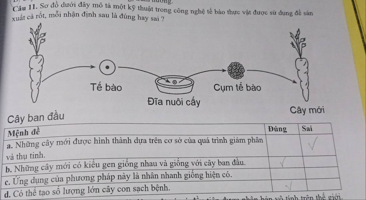 nuong.
Câu 11. Sơ đồ dưới đây mô tả một kỹ thuật trong công nghệ tế bảo thực vật được sử dụng để sản
xuất cà rốt, mỗi nhận định sau là đúng hay sai ?
Cây ban đầu
Mệnh đề
Đúng Sai
a. Những cây mới được hình thành dựa trên cơ sở của quá trình giảm phân
và thụ tinh.
b. Những cây mới có kiểu gen giống nhau và giống với cây ban đầu.
c. Ứng dụng của phương pháp này là nhân nhanh giống hiện có.
d. Có thể tạo số lượng lớn cây con sạch bệnh.
ê n b ản vô tính trên thể giới.