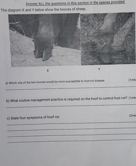 Answer ALL the questions in this section in the spaces provided. 
The diagram X and Y below show the hooves of sheep.
X
Y
_ 
a) Which one of the two hooves would be more susceptible to foot-rot disease. (1mk 
_ 
b) What routine management practice is required on the hoof to control foot rot? (1mk 
_ 
c) State four symptoms of hoof rot. (2mk 
_ 
_ 
_