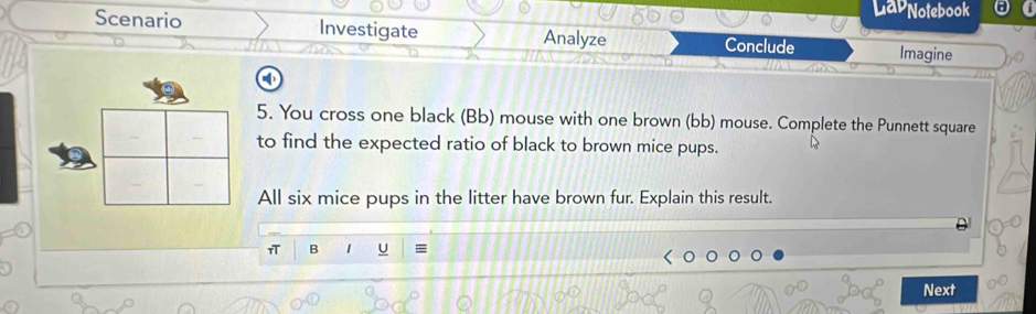 LaPNotebook 
Scenario Investigate Analyze Conclude Imagine 
CD 
5. You cross one black (Bb) mouse with one brown (bb) mouse. Complete the Punnett square 
to find the expected ratio of black to brown mice pups. 
All six mice pups in the litter have brown fur. Explain this result. 
π B 1 U = 
Next