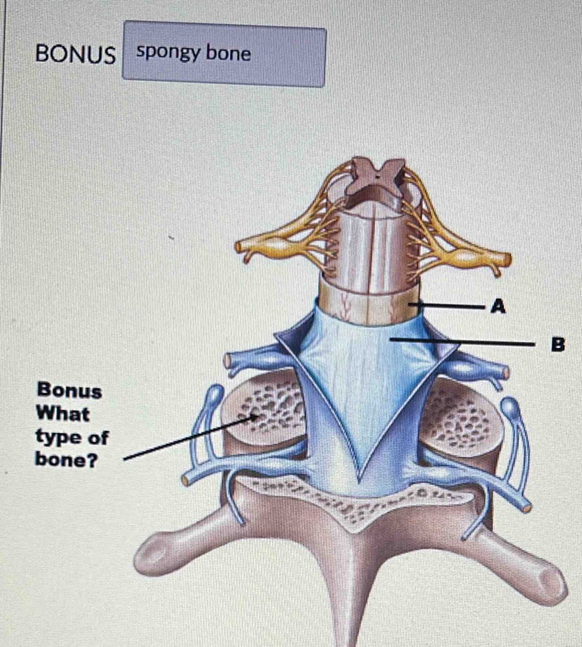 BONUS spongy bone 
B