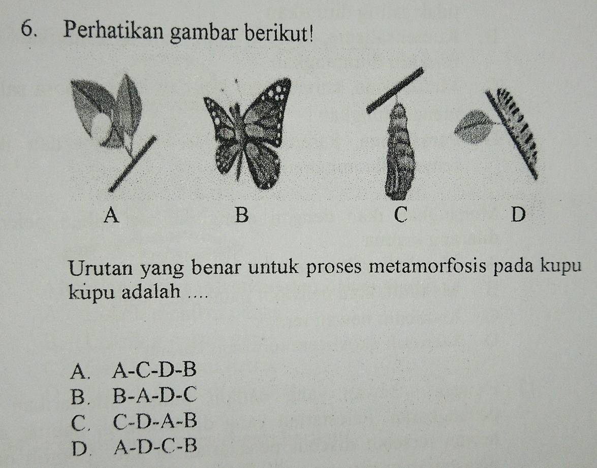 Perhatikan gambar berikut!
A
B
C
D
Urutan yang benar untuk proses metamorfosis pada kupu
kpu adalah ....
A. A-C-D-B
B. B-A-D-C
C. C-D-A-B
D. A-D-C-B