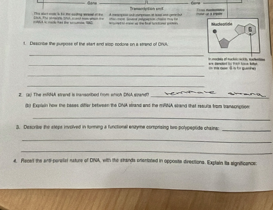 Geno Gene 
Tranacription unit Tiee nucleasdes 
This start code is for the coding strend of the A tramonpsion snit comprises et least one gene but uo a tripões 
DNA. The somp ne DNA stand wom which the ofan more. Several polypepoda chais may be 
mRNA is made has the senuence: TAC required to make up the fin st tunctional protein . 
Nucleotide 
G 
1. Describe the purpose of the start and stop codons on a strand of DNA 
_ 
In models of nucleio eción, nuclentizes 
_are dencted by thah base kitter. 
In this case. G is for guanine) 
_ 
_ 
2. (a) The mRNA strand is transcribed from which DNA strand?_ 
(b) Explain how the bases differ between the DNA strand and the mRNA strand that results from transcription: 
_ 
3. Describe the steps involved in forming a functional enzyme comprising two polypeptide chains:_ 
_ 
_ 
4. Recall the anti-parallel nature of DNA, with the strands orientated in opposite directions. Explain its significance: