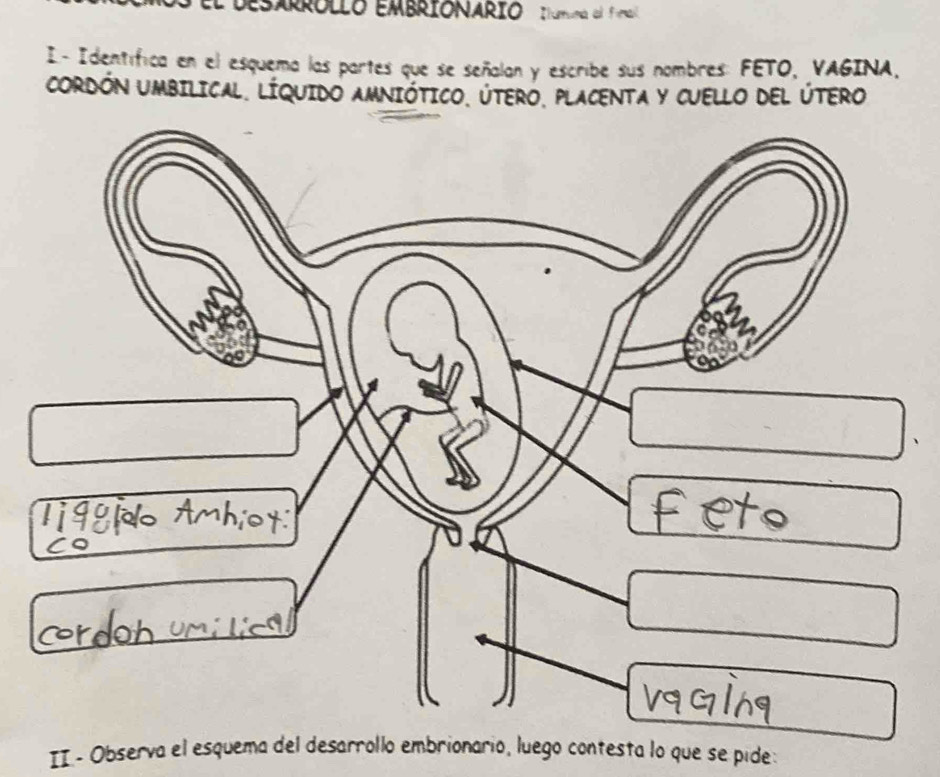 DEsArRóllO EMBRIONARO tumuma al fm 
I- Identífica en el esquema las partes que se señalan y escribe sus nombres: FETO, VAGINA, 
CORDÓN UMBILICAL. LIQUIDO AMNIÓTICO, ÚTERÓ, PLACENTA Y CUELLO DEL ÚTERO 
II- Observa el esquema del desarrollo embrionario, luego contesta lo que se pide: