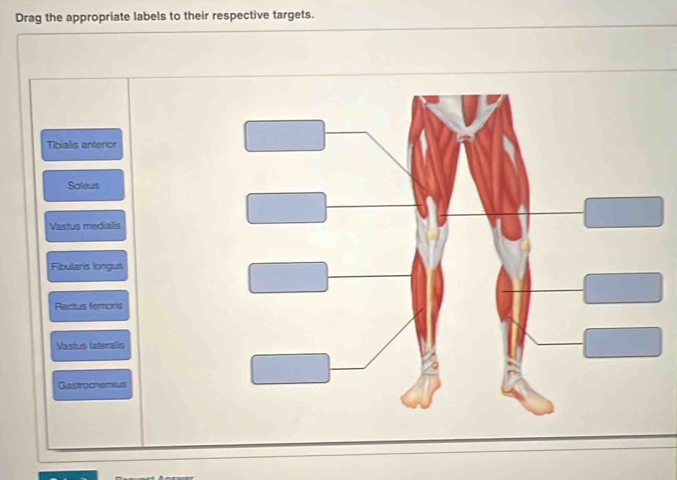 Drag the appropriate labels to their respective targets. 
Tibialis anterior 
Soleus 
Vastus medialis 
Fibularis longus 
Rectus femors 
Vastus lateralis 
Gastrochemius