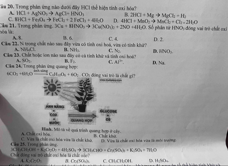 2âu 20. Trong phản ứng nào dưới đây HCl thể hiện tính oxi hóa?
A. HCl+AgNO_3to AgCl+HNO_3
B. 2HCl+Mgto MgCl_2+H_2
C. 8HCl+Fe_3O_4to FeCl_2+2FeCl_3+4H_2O D. 4HCl+MnO_2to MnCl_2+Cl_2+2H_2O
Câu 21. Trong phản ứng. 3Cu+8HNO_3to 3Cu(NO_3)_2+2NO+4H_2O. Số phân tử HNO_3 đóng vai trò chất oxi
lóa là:
A. 8. B. 6. C. 4. D. 2.
Câu 22. N trong chất nào sau đây vừa có tính oxi hoá, vừa có tính khử?
A. NH_4Cl. B. NH_3. C. N_2. D. HNO_3.
Câu 23. Chất hoặc ion nào sau đây có cả tính khử và tính oxi hoá?
A. SO_2. B. F_2. C. Al^(3+). D. Na.
Câu 24. Trong phản ứng quang hợp:
6CO_2+6H_2Oxrightarrow inhsingC_6H_10O_6+6O_2.CO_2 đóng vai trò là chất gì?
Hình. Mô tả về quá trình quang hợp ở cây.
A. Chất oxi hóa. B. Chất khử.
C. Vừa là chất oxi hóa vừa là chất khử. D. Vừa là chất oxi hóa vừa là môi trường.
Câu 25. Trong phản ứng.
3CH_3CH_2OH+K_2Cr_2O_7+4H_2SO_4to 3CH_3CHO+Cr_2(SO_4)_3+K_2SO_4+7H_2O
Chất đóng vai trò chất oxi hóa là chất nào?
A. K_2Cr_2O_7. B. Cr_2(SO_4)_3. C. CH_3CH_2OH. D. H_2SO_4. T  thể hiện tính khi và