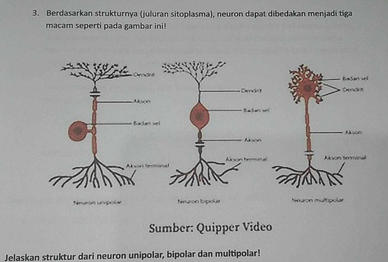 Berdasarkan strukturnya (juluran sitoplasma), neuron dapat dibedakan menjadi tiga 
macam seperti pada gambar ini! 

son X 

Lprón típola 
Sumber: Quipper Video 
Jelaskan struktur dari neuron unipolar, bipolar dan multipolar!