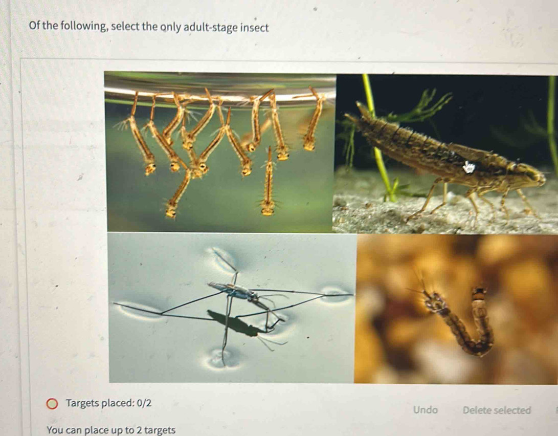 Of the following, select the only adult-stage insect
Targets placed: 0/2
Undo Delete selected
You can place up to 2 targets