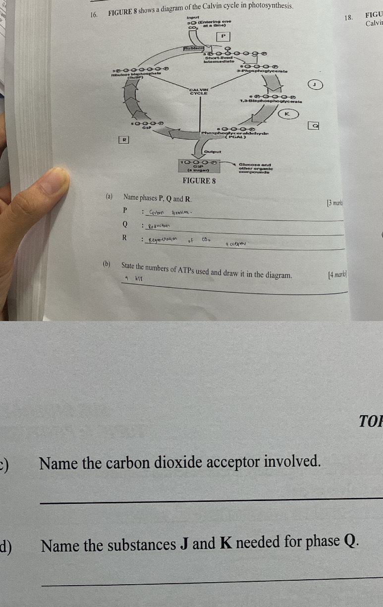 FIGURE 8 shows a diagram of the Calvin cycle in photosynthesis. 
18. FIGU 
Calvir 
」
Q
(a) Name phases P, Q and R. 
[3 marki
P
_
Q €： 
_ 
_ 
R :_ Co q celntov 
_ 
(b) State the numbers of ATPs used and draw it in the diagram. [4 marls]
q h18 
TOI 
c) Name the carbon dioxide acceptor involved. 
_ 
d) Name the substances J and K needed for phase Q. 
_