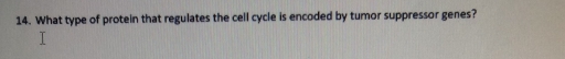 What type of protein that regulates the cell cycle is encoded by tumor suppressor genes?