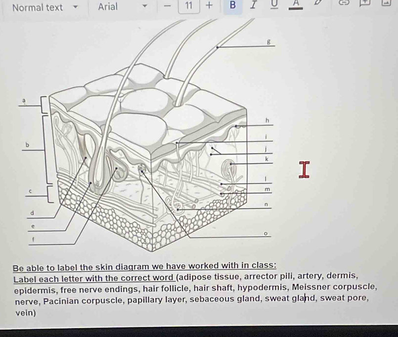 Normal text Arial ▼ 11 + B I U A 
Be able to label the skin diagram we have worked with in class: 
Label each letter with the correct word (adipose tissue, arrector pili, artery, dermis, 
epidermis, free nerve endings, hair follicle, hair shaft, hypodermis, Meissner corpuscle, 
nerve, Pacinian corpuscle, papillary layer, sebaceous gland, sweat gland, sweat pore, 
vein)