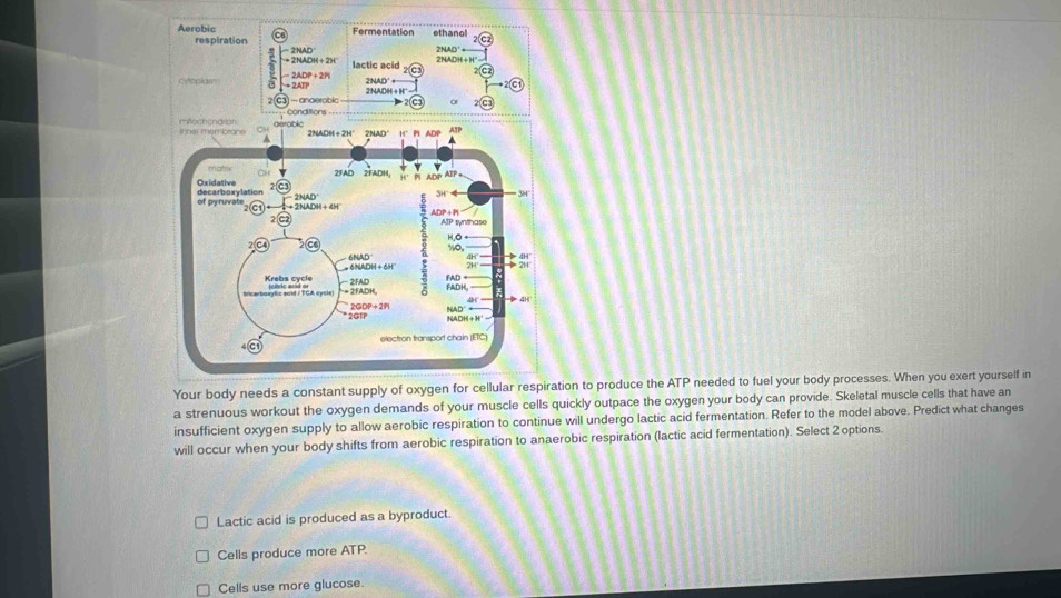 tion to produce the ATP needed to fuel your body processes. When you exert yourself in
a strenuous workout the oxygen demands of your muscle cells quickly outpace the oxygen your body can provide. Skeletal muscle cells that have an
insufficient oxygen supply to allow aerobic respiration to continue will undergo lactic acid fermentation. Refer to the model above. Predict what changes
will occur when your body shifts from aerobic respiration to anaerobic respiration (lactic acid fermentation). Select 2 options.
Lactic acid is produced as a byproduct.
Cells produce more ATP.
Cells use more glucose.