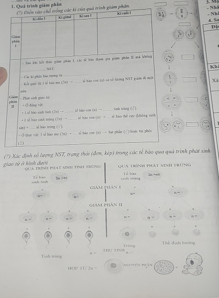 Quá trình giám phân 3. M4 
(?) Điễn vào chổ trống các kì của quả trình giám phân. 

- Nhâ 
Ki đều I Ki giữal Ki sao l Ki cuối I B - Nh 
4.So 
Đặ 
Giảm 
phán 
1 
Sau khi kết thúc giám phân L các tế bảo tham gia giám phân II mã không 
_ 
NSL 
Khá 
= Các ki phân bảo tương tự 
_ 
Kết quả: từ 1 sế bào me (2n) →_ bể bào con (n) có số tượng NST giám đã một 
Xả 
nua 
Giảm Phát sinh giao tử: 
phin 
- Ở động vật 
+ 1 tể bào sinh tinh (2n) → _lế bào con (n) →_ tinh trùng (♂) 
* 1 tế bão sinh trừng (2n) →_ té bào con (m) →_ tê bào thể cực (không sinh 
sin) +_ tế hào trừng (♀). 
= Ở thực vật: 1 tể bão mẹ (2n) → .... t bào con (n) → hat phần (ổ) hoặc tùi phỏi 
(2) 
(?) Xác định số lượng NST, trạng thái (đơn, kép) trong các tế bào qua quá trình phát sinh 
giao tử ở hình dưới Quả trình phát sinh trừng 
Quả trình phát sinh tính trùng
1, 6 bào 2n-46
sih tinh Tể lảo 2n=46 sinh trùng 
giảm phản 1 
□^(□) n=
33° a^2
Giảm phản 11
a=
D= n n- n= eta = n= n=
Trừng Thể định hướng 
Tình trùng n- THự TINh

HOJ^2 1 2n= Nguyên phân