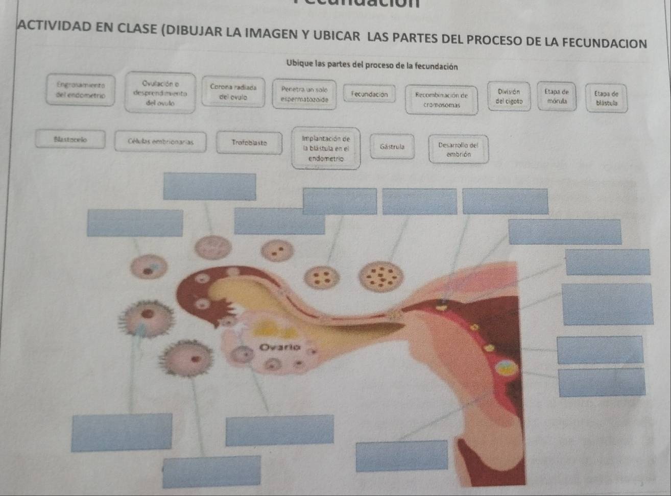 a ció n 
ACTIVIDAD EN CLASE (DIBUJAR LA IMAGEN Y UBICAR LAS PARTES DEL PROCESO DE LA FECUNDACION 
Ubique las partes del proceso de la fecundación 
Engrasamiento Ovulación o Corona radiada Penetra un solo Fecundación División Etapa de 
del endometrio desprend mento del ovulo espermatozoide Recombinación de cromosomas del cigoto mórula Etapa de blástula 
del ovulo 
Blastucelo Células embrionarias Trofoblasto Implantación de Gâstrula Desarrolio del 
la blástula en el 
endometrio embrión 
Ovario