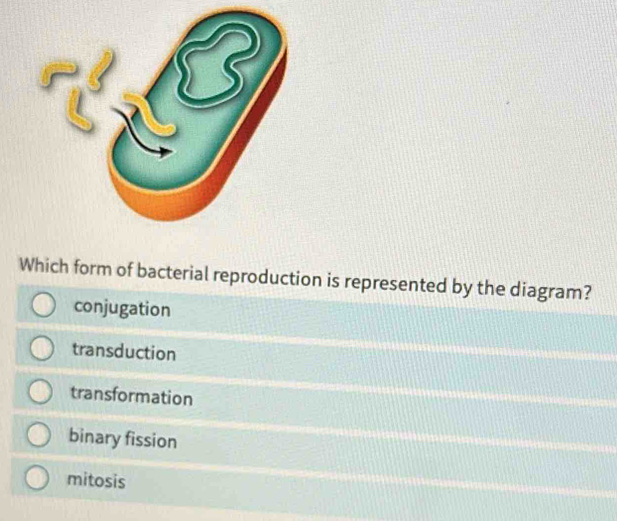 Solved: Which form of bacterial reproduction is represented by the ...