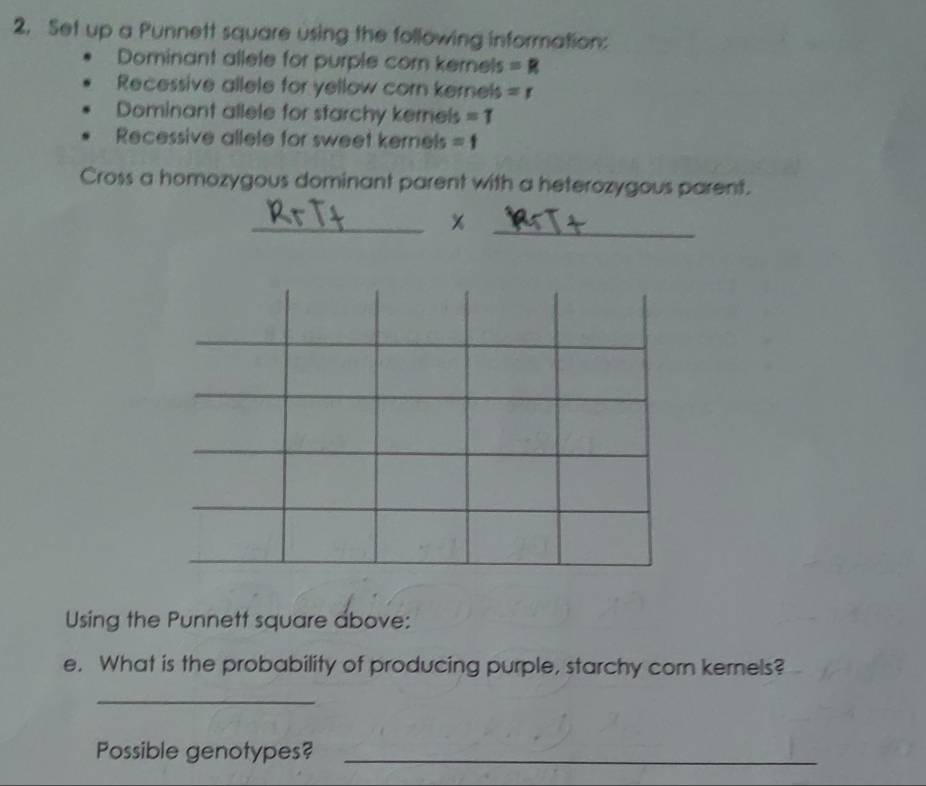 Set up a Punnett square using the following information: 
Dominant allele for purple cor kerels =R
Recessive allele for yellow corn kernels =r
Dominant allele for starchy kernels =1
Recessive allele for sweet kernels =f
Cross a homozygous dominant parent with a heterozygous parent. 
_ 
_ 
Using the Punnett square above: 
e. What is the probability of producing purple, starchy corn kemels? 
_ 
Possible genotypes?_